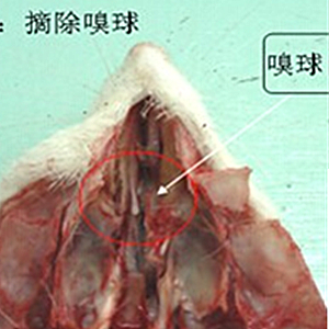 承接实验服务  嗅球摘除模型